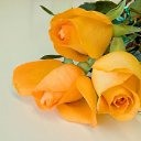 ���� C�����, ����������, 69 ��� - ��������� 14 ������ 2015 � ������ ������ ��������