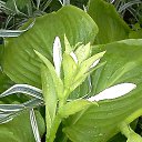  , , 58  -  25  2015     - 