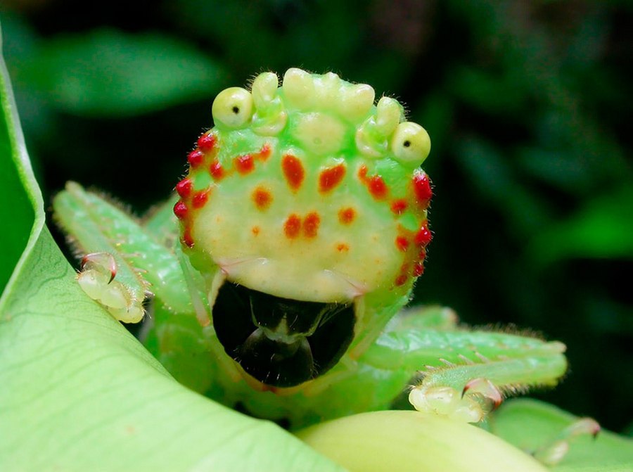    Lirometopum coronatum  -.