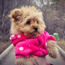  Jijiko, , 58  -  3  2015    