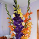 ����������� !!! �� ������� ���� ����������