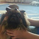 ���� ����, ���������, 33 ���� - ��������� 26 ������ 2015 � ������ ���� ����������