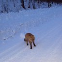 ���� ����, ������, 37 ��� - ��������� 21 ������ 2015