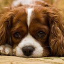 ���� ��������, ������, 63 ���� - ��������� 6 ����� 2015 � ������ ���� ����������