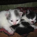  , -, 59  -  31  2015    