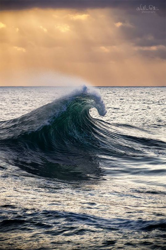  William Patino