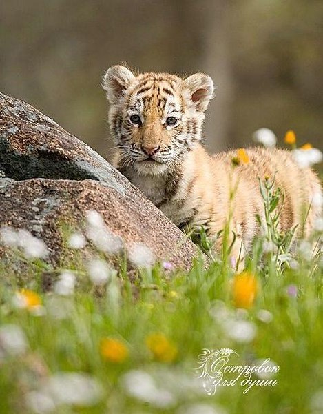 ||  ... || - 6  2015  17:27 - 6