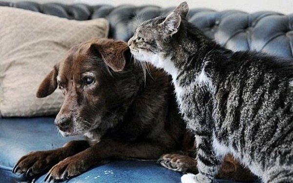 Кошка стала поводырем для слепого пса. Кошки и собаки чаще враждуют друг с другом, нежели находятся ... - 2