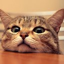 ���� ����, �������, 63 ���� - ��������� 1 ����� 2015 � ������ ������ ��������