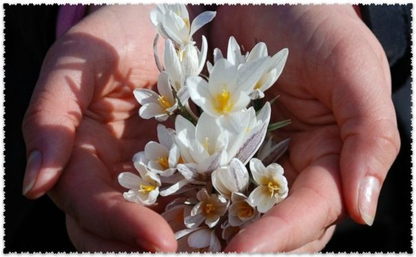 Мне хотелось бы, конечно, Каждой, в мартовский денёк, Подарить лесной подснежник... Жаль, к подругам ...