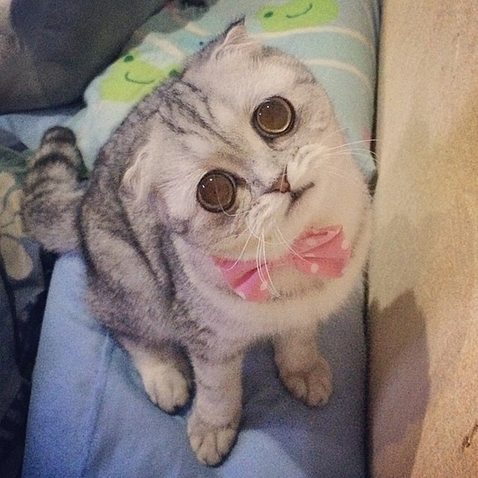      -   -   (LittleP). ,   ... - 5