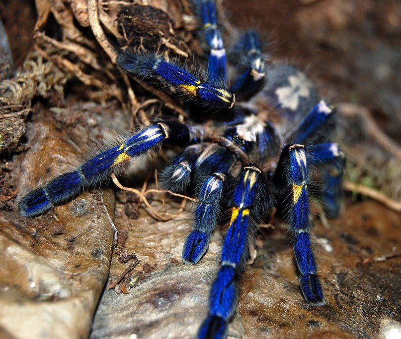 Poecilotheria metallica