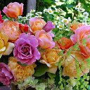 ���� �����!!������� ������, ������������ - ��������� 25 ������� 2015 � ������ �������� � ��� ������