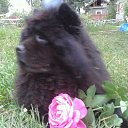 ���� �������, ���, 67 ��� - ��������� 11 ������ 2015