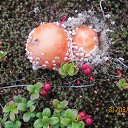 ���� ������, ������ - ��������� 8 ����� 2015 � ������ ���� ����������