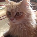 ���� �������, ��������� - ��������� 9 ������ 2015