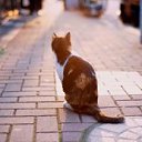 ���� Amina, ���� - ��������� 4 ������ 2015 � ������ �Avataria�