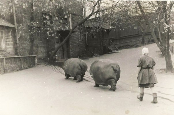     , 1950-
