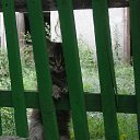 ���� �������, �����-��������� - ��������� 15 ������ 2015