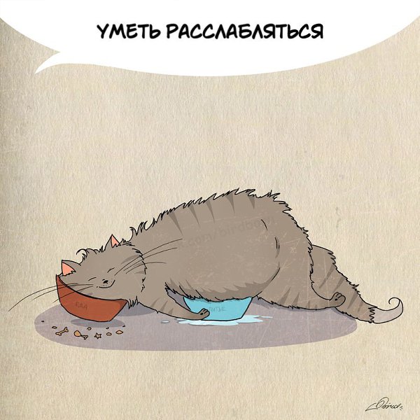 1 марта отмечается День кошек в России :).Нам есть чему поучиться у шерстяных говнюков! - 2