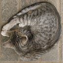 ���� �����, ������, 52 ���� - ��������� 15 ������� 2015 � ������ ���� ����������