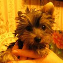 ���� Nicol, ������ - ��������� 29 ������ 2015 � ������ ����������� �����,���� � �����