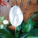 ���� ���������, �����, 85 ��� - ��������� 22 ����� 2015 � ������ ���� ����������