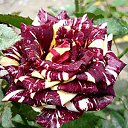 ���� �����, ������ - ��������� 7 ������ 2015 � ������ ������ ��������