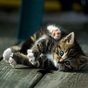 ���� �����, �������������� - ��������� 31 ������� 2014 � ������ ������ ��������