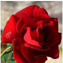 ���� ���, ������ - ��������� 8 ������� 2015 � ������ ��������!�