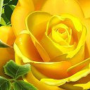 ���� ����, ���������� - ��������� 29 ����� 2015 � ������ ������ ��������