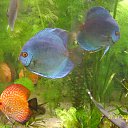 ���� Eugene, �������, 43 ���� - ��������� 18 ������� 2014 � ������ ����������� ��������