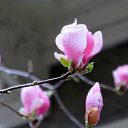  , , 60  -  1  2015   ,29.03.15.  