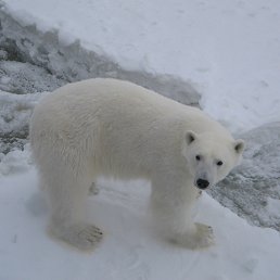 ������, ����, 51 ���