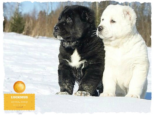 Чук и Гек...Красавцы....)))) - Лакмус - шутки, юмор, №525630413 ...