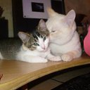  , , 51  -  6  2015    .