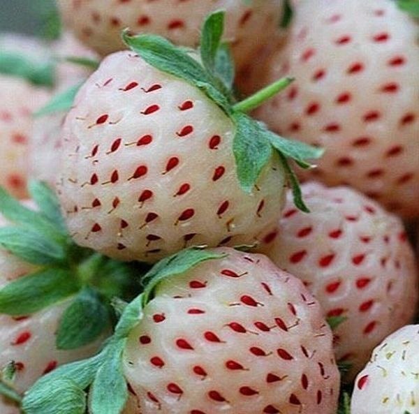 В Великобритании появилась необычная ягода – белая ... | Книга рекордов ...