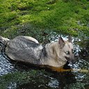 ���� Volk, �����, 67 ��� - ��������� 5 ����� 2015 � ������ ���� ����������