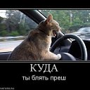 ���� Kolya, ����, 52 ���� - ��������� 31 ����� 2015 � ������ ���������