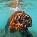 ���� �����, ������, 51 ��� - ��������� 7 ������ 2015 � ������ �����ۻ