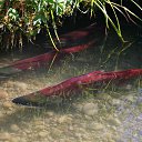 ���� ��������, ������ ���, 70 ��� - ��������� 14 ������� 2014 � ������ ���� ����������