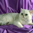 ���� Amina, ���� - ��������� 4 ������ 2015 � ������ ���� ����������
