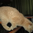 ���� ������, ������������, 67 ��� - ��������� 19 ����� 2015 � ������ ������