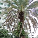 ���� �����, ����������, 65 ��� - ��������� 5 ������ 2015 � ������ ��������