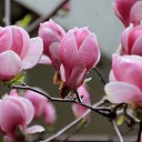  , , 60  -  1  2015   ,29.03.15.  