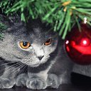 ���� �����, ������ - ��������� 22 ������� 2014 � ������ ������ ��������