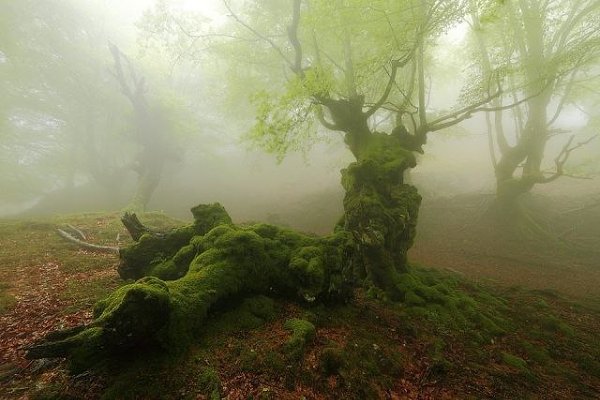    (Gorbea Natural Park)     ().    ... - 5