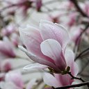  , , 60  -  1  2015   ,29.03.15.  