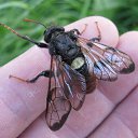  Begemot, , 62  -  8  2015    