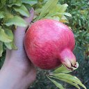 ���� Samvel, ������, 47 ��� - ��������� 18 ������ 2015